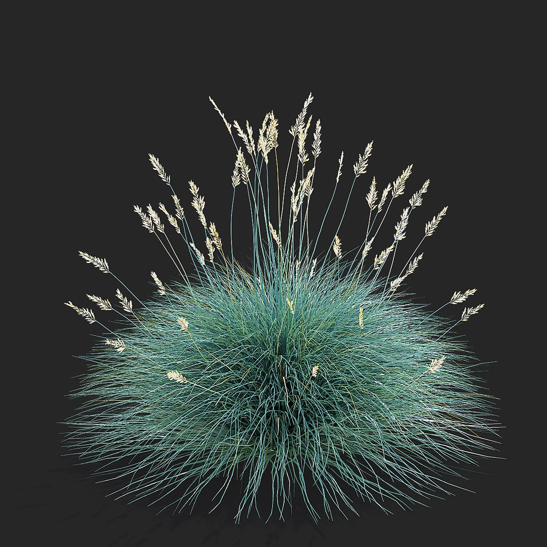 3D model Festuca Glauca grass https://p.turbosquid.com/ts-thumb/tI/qhmjVG/bR/festuca_glauca_view_004_38/jpg/1746471300/1920x1080/fit_q87/fd2ee524fb8574ef435802a9eb0b75bbe1de6e03/festuca_glauca_view_004_38.jpg