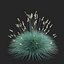Festuca Glauca grass