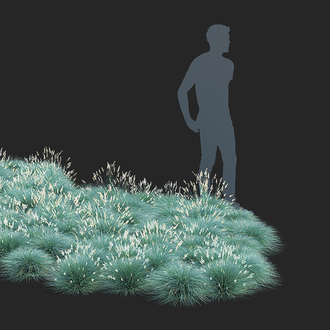 3D model Festuca Glauca grass https://p.turbosquid.com/ts-thumb/tI/qhmjVG/es/festuca_glauca_view_001_38/jpg/1746471299/1920x1080/fit_q87/96704f05daa95944deed6f0658b08343a7466e69/festuca_glauca_view_001_38.jpg