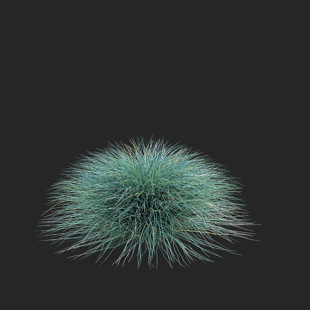 3D model Festuca Glauca grass https://p.turbosquid.com/ts-thumb/tI/qhmjVG/i5/festuca_glauca_view_008_38/jpg/1746471304/1920x1080/fit_q87/a5f8c165f37b1f179249d0e400d60ec6217beb09/festuca_glauca_view_008_38.jpg