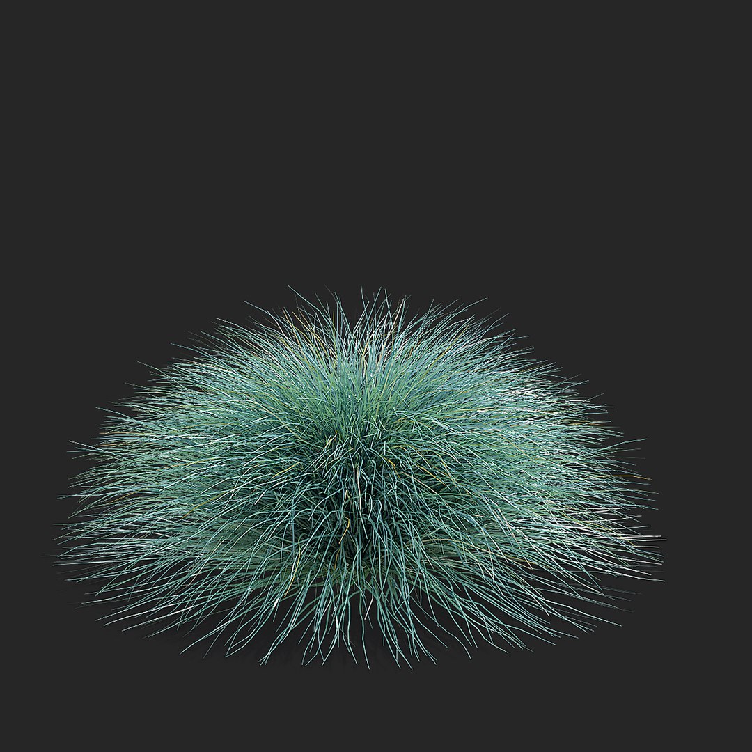 3D model Festuca Glauca grass https://p.turbosquid.com/ts-thumb/tI/qhmjVG/mA/festuca_glauca_view_007_38/jpg/1746471303/1920x1080/fit_q87/521252cd5e1b59b5e0c5b80d6b2af09c263759e6/festuca_glauca_view_007_38.jpg