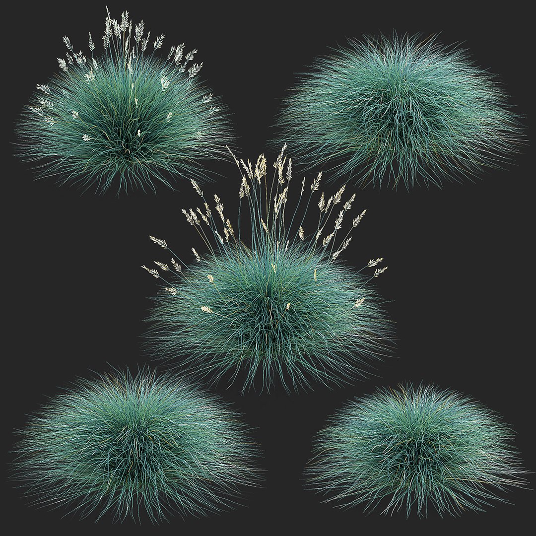 3D model Festuca Glauca grass https://p.turbosquid.com/ts-thumb/tI/qhmjVG/mc/festuca_glauca_preview_02/jpg/1746471298/1920x1080/fit_q87/e8e9b79c745a861f8cfe9131ee78857038c6fa24/festuca_glauca_preview_02.jpg