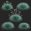 Festuca Glauca grass