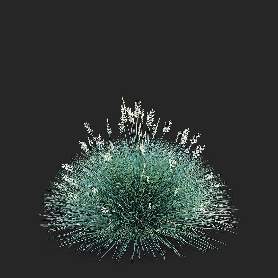 3D model Festuca Glauca grass https://p.turbosquid.com/ts-thumb/tI/qhmjVG/qq/festuca_glauca_view_005_38/jpg/1746471301/1920x1080/fit_q87/e49c8849b2786b385d89336cd6a1c1330c262662/festuca_glauca_view_005_38.jpg