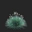 Festuca Glauca grass