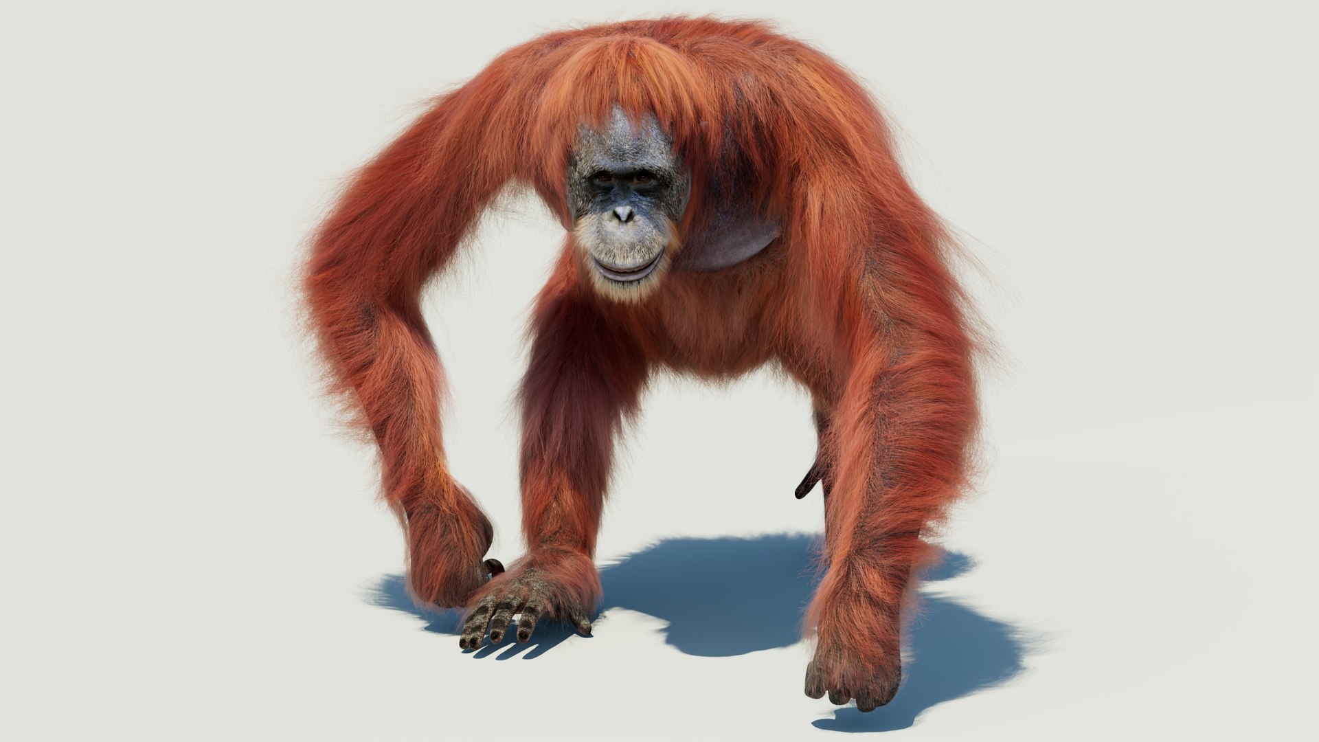 3D Orangutan Animated Fur model https://p.turbosquid.com/ts-thumb/tJ/0M1qWe/CC/orangutan_female_animated_arnold01/jpg/1767529030/1920x1080/fit_q87/39b85517b32add81bb9ea13cb71f2edad1bcb3ab/orangutan_female_animated_arnold01.jpg