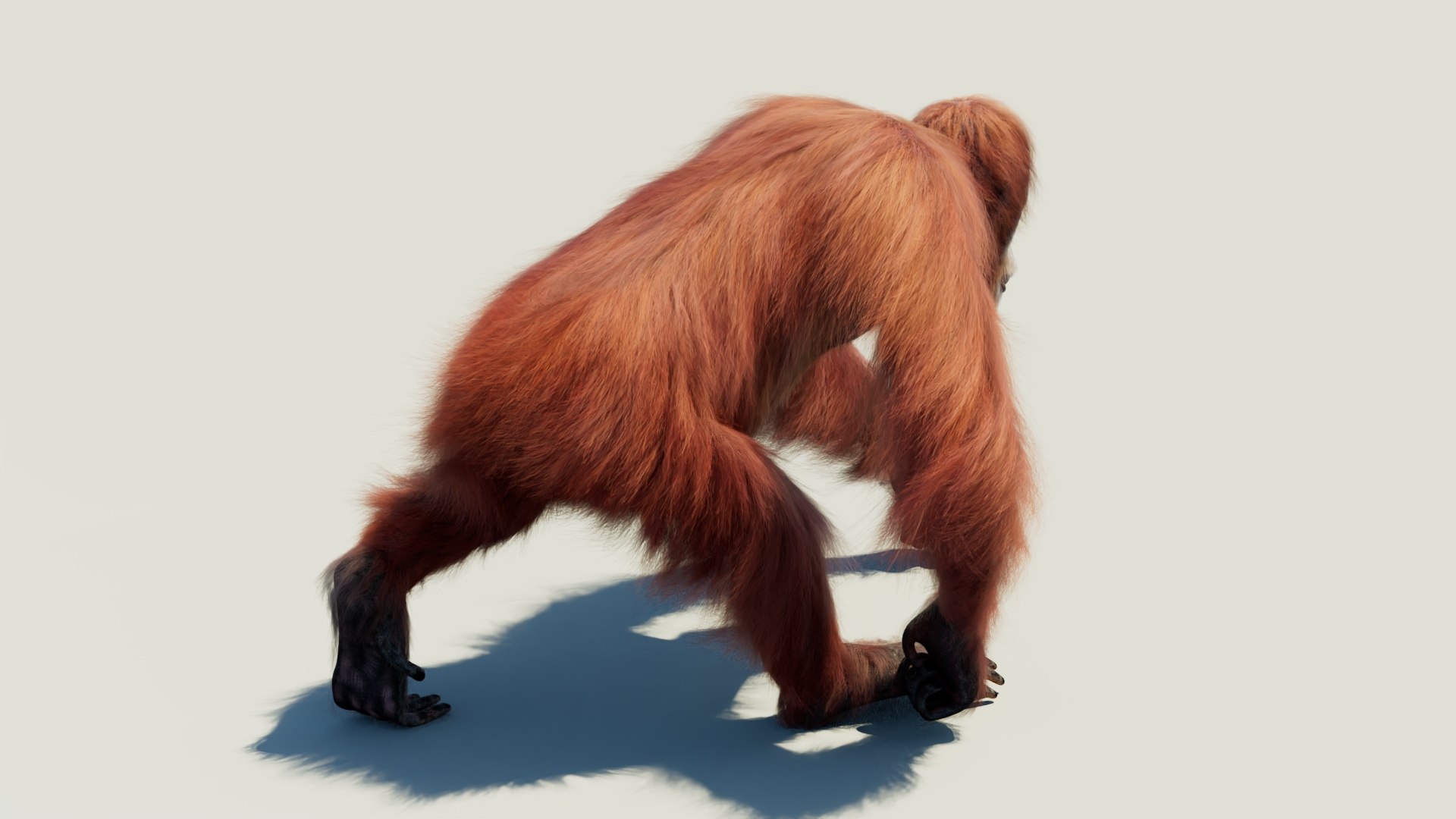 3D Orangutan Animated Fur model https://p.turbosquid.com/ts-thumb/tJ/0M1qWe/V6/orangutan_female_animated_arnold04/jpg/1767512112/1920x1080/fit_q87/8d0d523bc91e59fc5ff23abfe80bc8af7d055baf/orangutan_female_animated_arnold04.jpg