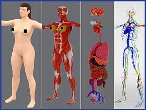 Complete Female Body Muscles Skull Internal Organs and Circulatory System
