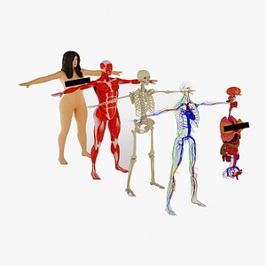 3D Complete Female Body Muscles Skull Internal Organs and Circulatory System