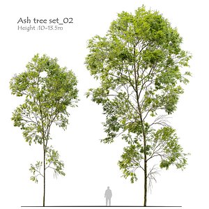 3D Ash tree set 02 model