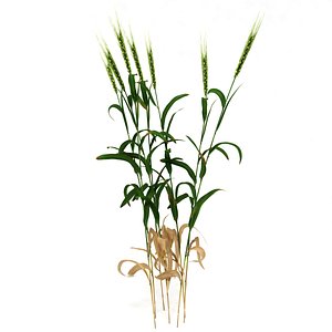 3d wheat plant model