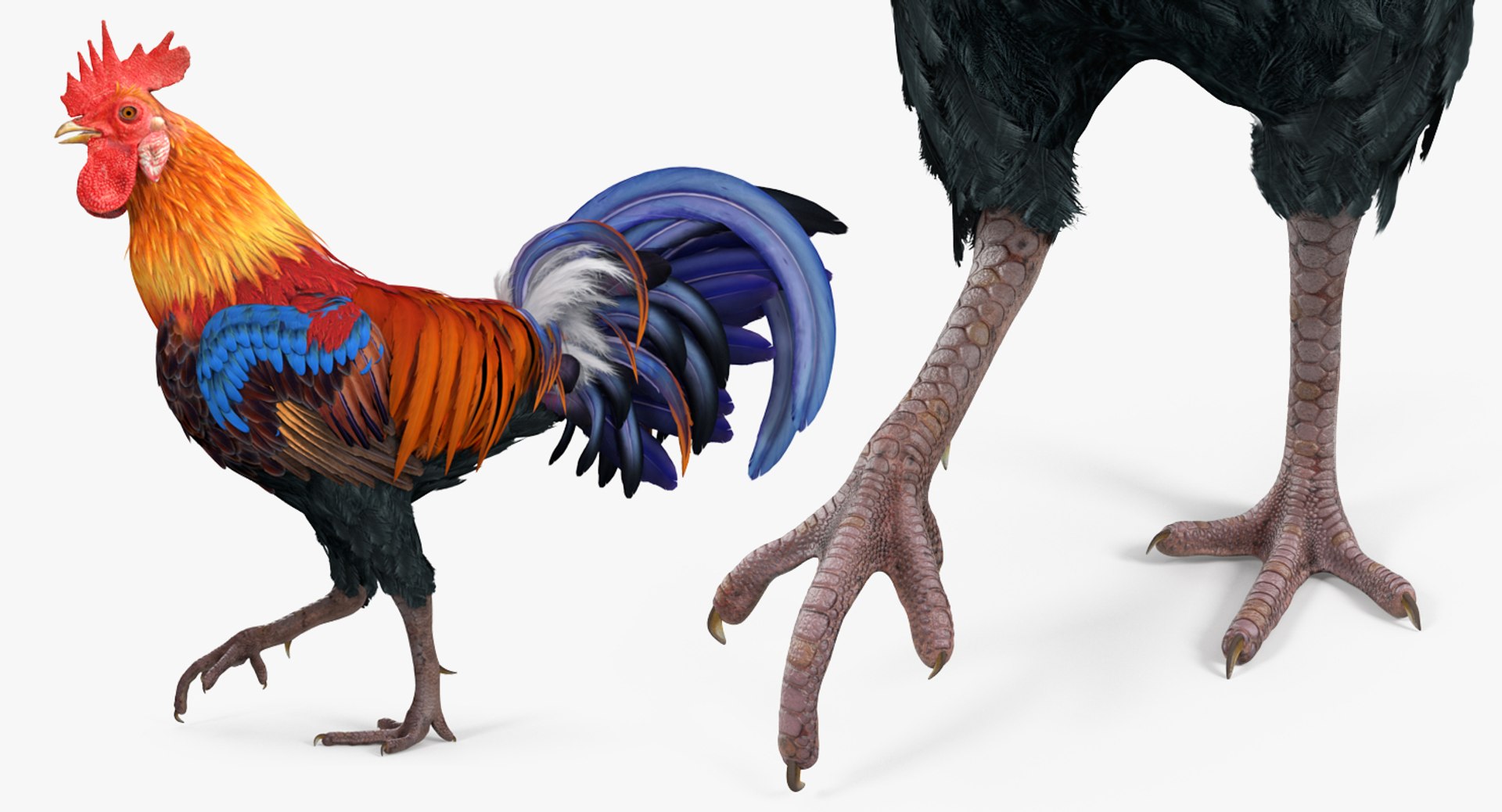 3d rooster rigged https://p.turbosquid.com/ts-thumb/tJ/WRny7h/BT7ebr4h/roosterriggedmayamb3dmodel07/jpg/1483718314/1920x1080/fit_q87/1b03fc9277a7d534e009af54da1c218ee9f116e8/roosterriggedmayamb3dmodel07.jpg