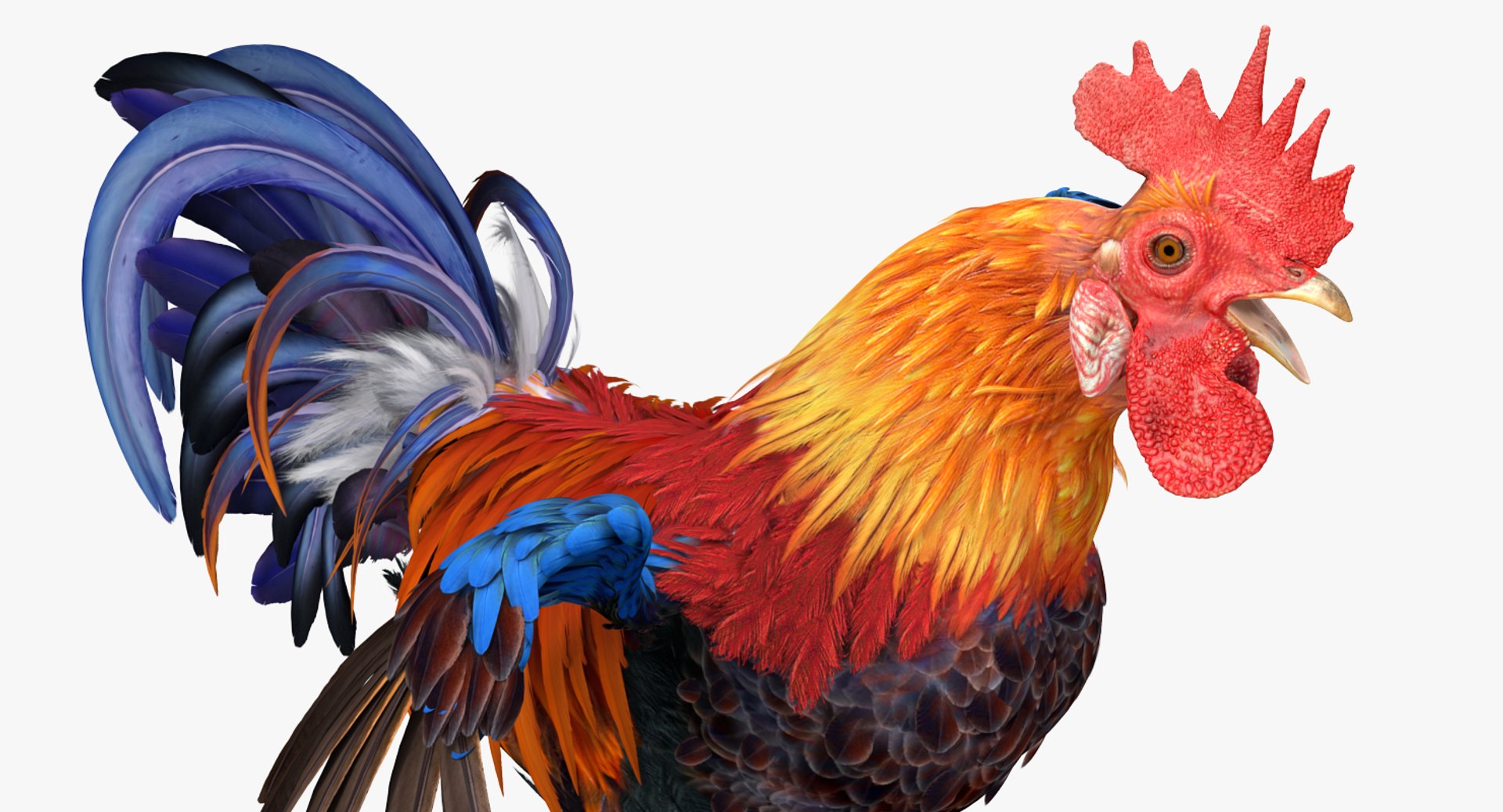 3d rooster rigged https://p.turbosquid.com/ts-thumb/tJ/WRny7h/WX2tSclL/roosterriggedmayamb3dmodel05/jpg/1483718314/1920x1080/fit_q87/ea6fde3c4d3f48dc1c79469152137016ad069aa2/roosterriggedmayamb3dmodel05.jpg
