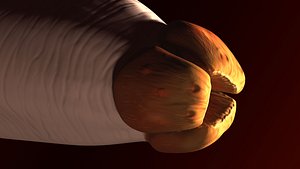 RoundWorm