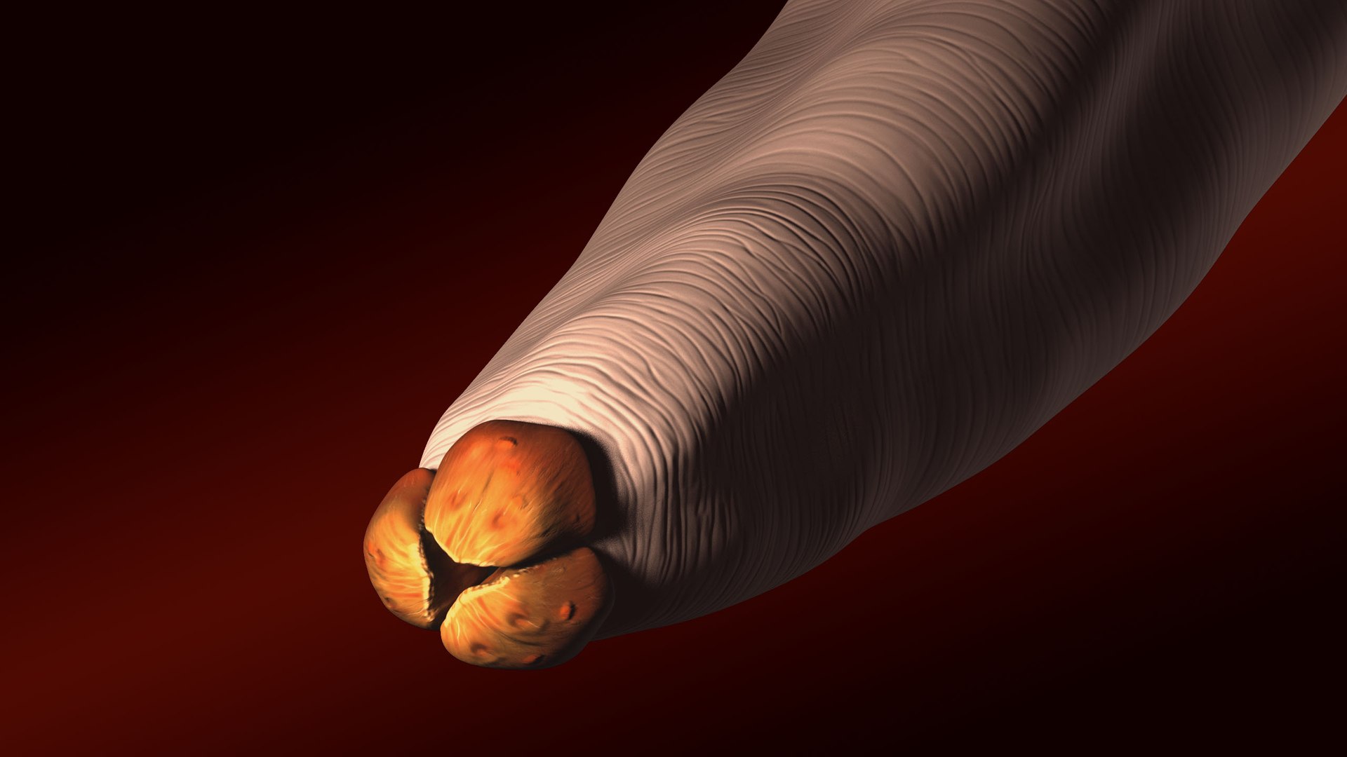 RoundWorm 3D Model - TurboSquid 1909365