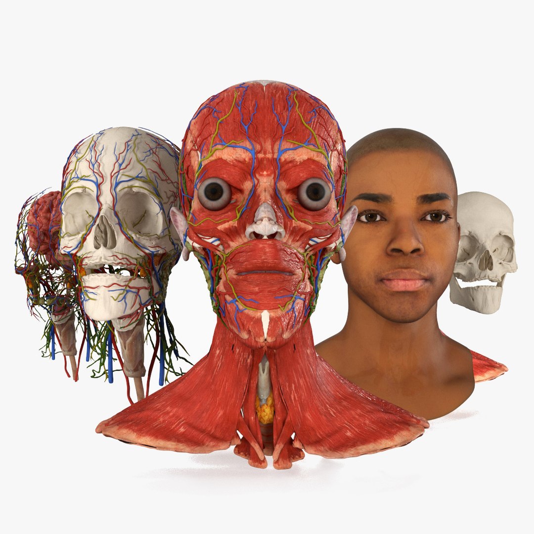 Man Head Anatomy 3D model preview