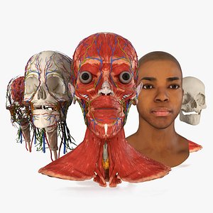 Man Head Anatomy 3D