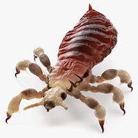 Parasitic Insect Louse with Blood Rigged