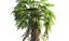 china palm pack tree 3D