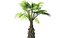 china palm pack tree 3D