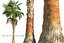 china palm pack tree 3D