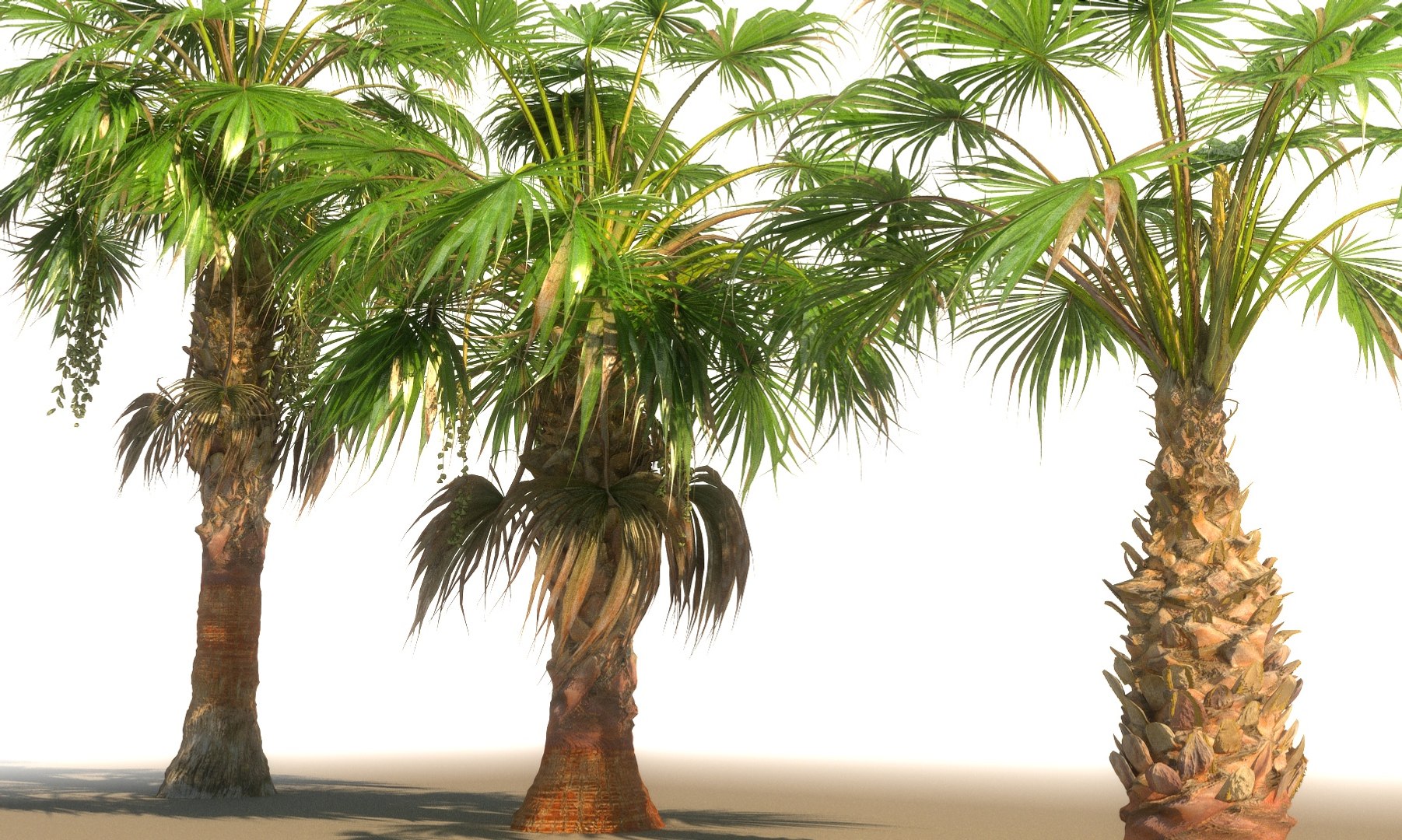 China Palm Pack Tree 3D - TurboSquid 1359682
