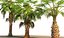 china palm pack tree 3D
