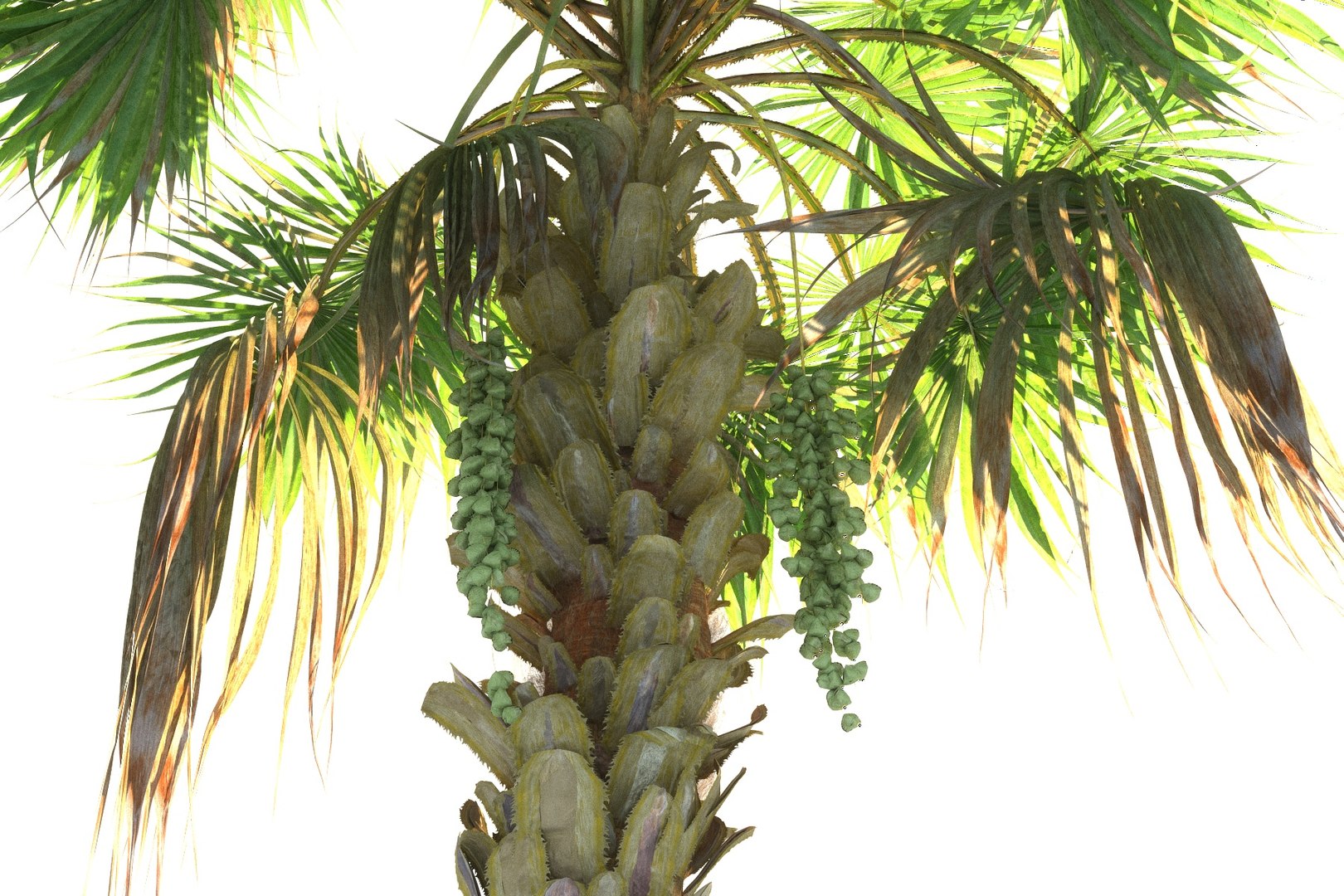 China Palm Pack Tree 3D - TurboSquid 1359682