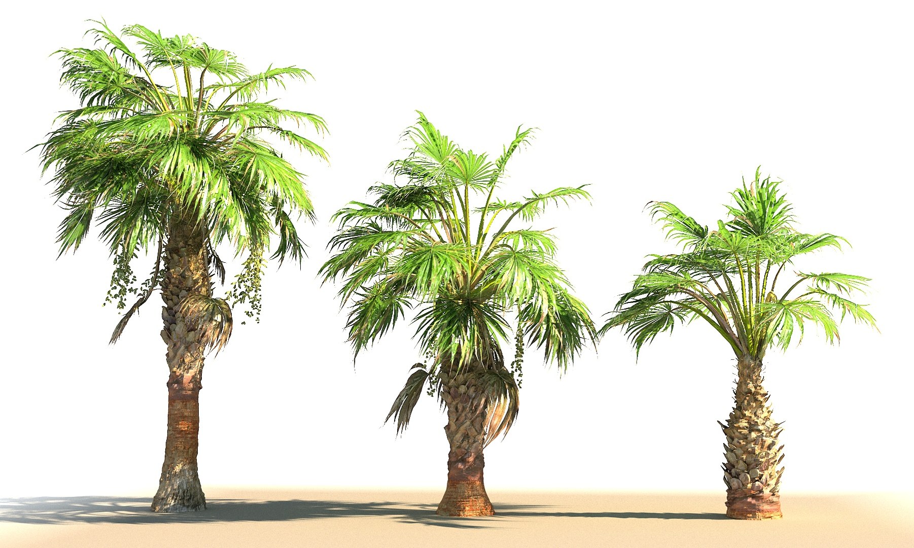 china palm pack tree 3D https://p.turbosquid.com/ts-thumb/tK/60aMw6/vfuTcAuB/778789/jpg/1545416764/1920x1080/fit_q87/949aa28c55c34a764b96259b982520492a3d0ac9/778789.jpg