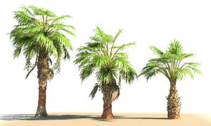china palm pack tree 3D
