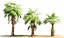 china palm pack tree 3D