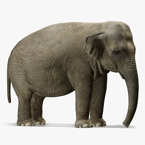 asian elephant max
