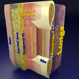 thoraci wall layers model