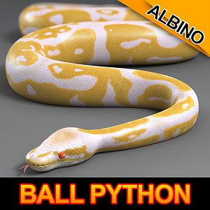 Ball Python (Albino)
