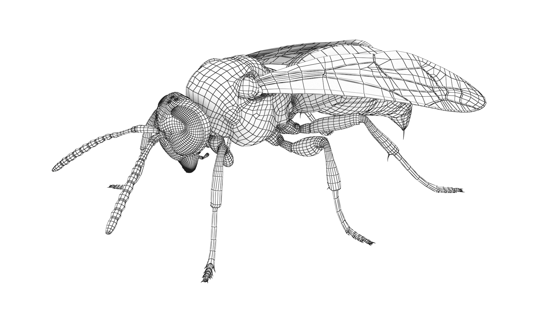 3D Wasp  Vespula Germanica https://p.turbosquid.com/ts-thumb/tK/WYCVid/At/wasp_ttw/png/1716142245/1920x1080/turn_fit_q99/963b11f9596b5b52f682882d24ad4b2d64b29e93/wasp_ttw-1.jpg