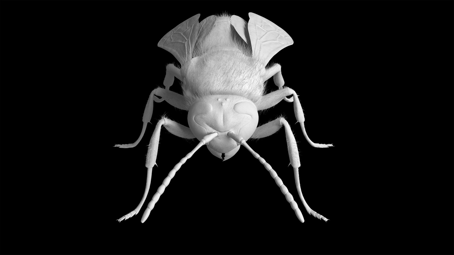 3D Wasp  Vespula Germanica https://p.turbosquid.com/ts-thumb/tK/WYCVid/C1/wespe09/png/1716141353/1920x1080/fit_q87/29c203fa99c85a53c35d9a3e8cc44025d0322a96/wespe09.jpg