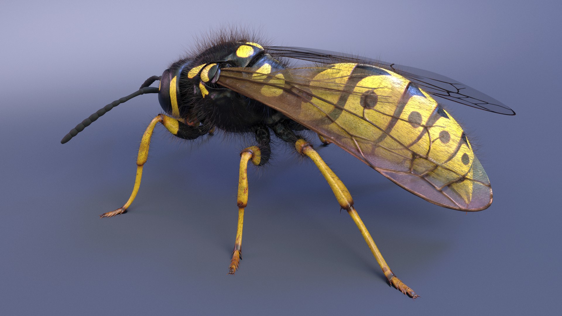 3D Wasp  Vespula Germanica https://p.turbosquid.com/ts-thumb/tK/WYCVid/FG/wespe04/png/1716141351/1920x1080/fit_q87/26e35e35d96dcfefc24becfbcb2156460fe576bf/wespe04.jpg