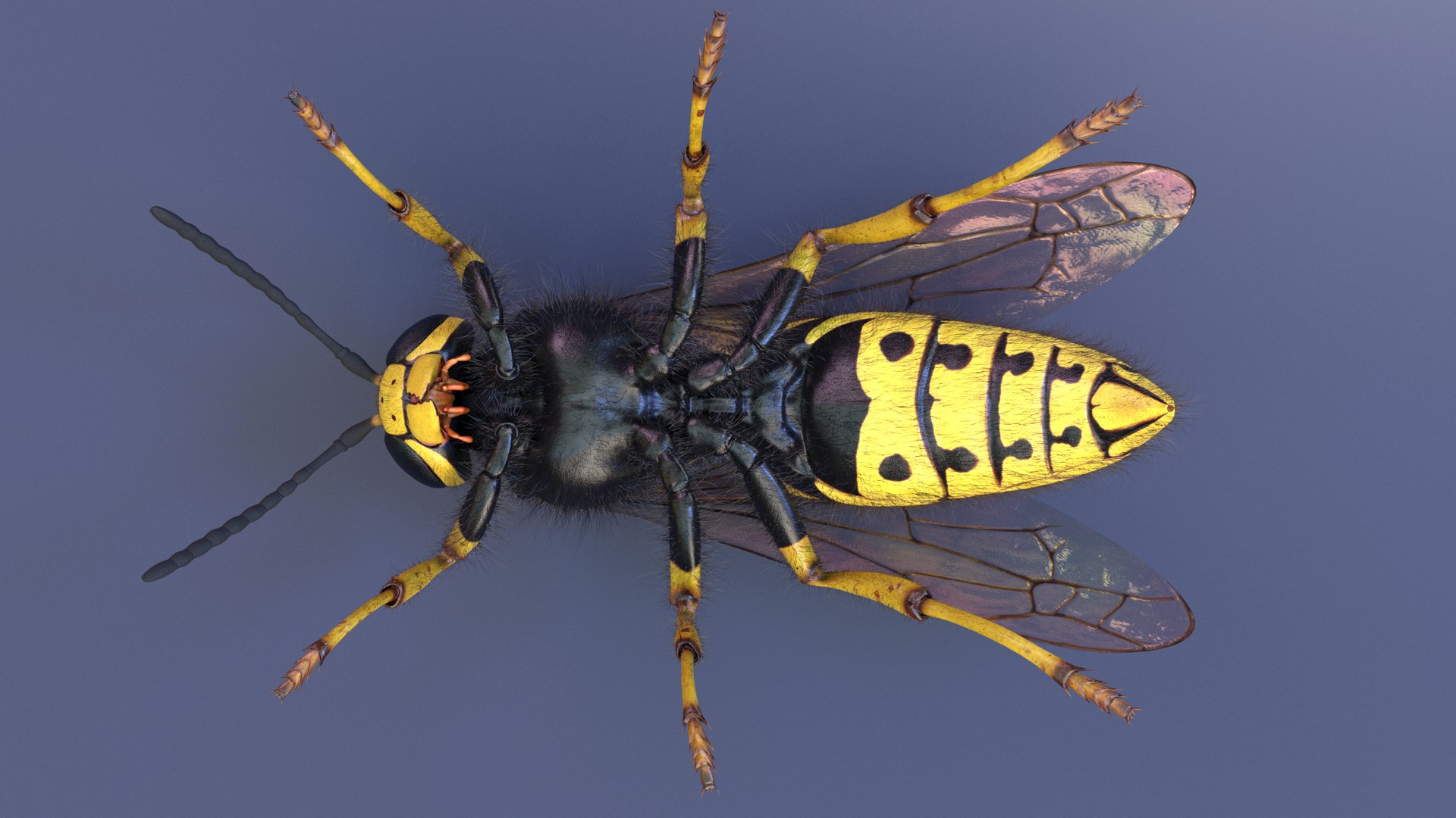 3D Wasp  Vespula Germanica https://p.turbosquid.com/ts-thumb/tK/WYCVid/K5/wespe06/png/1716141352/1920x1080/fit_q87/761ffc91c5f3a57e5ef1d2ed4ab6a14a17684982/wespe06.jpg