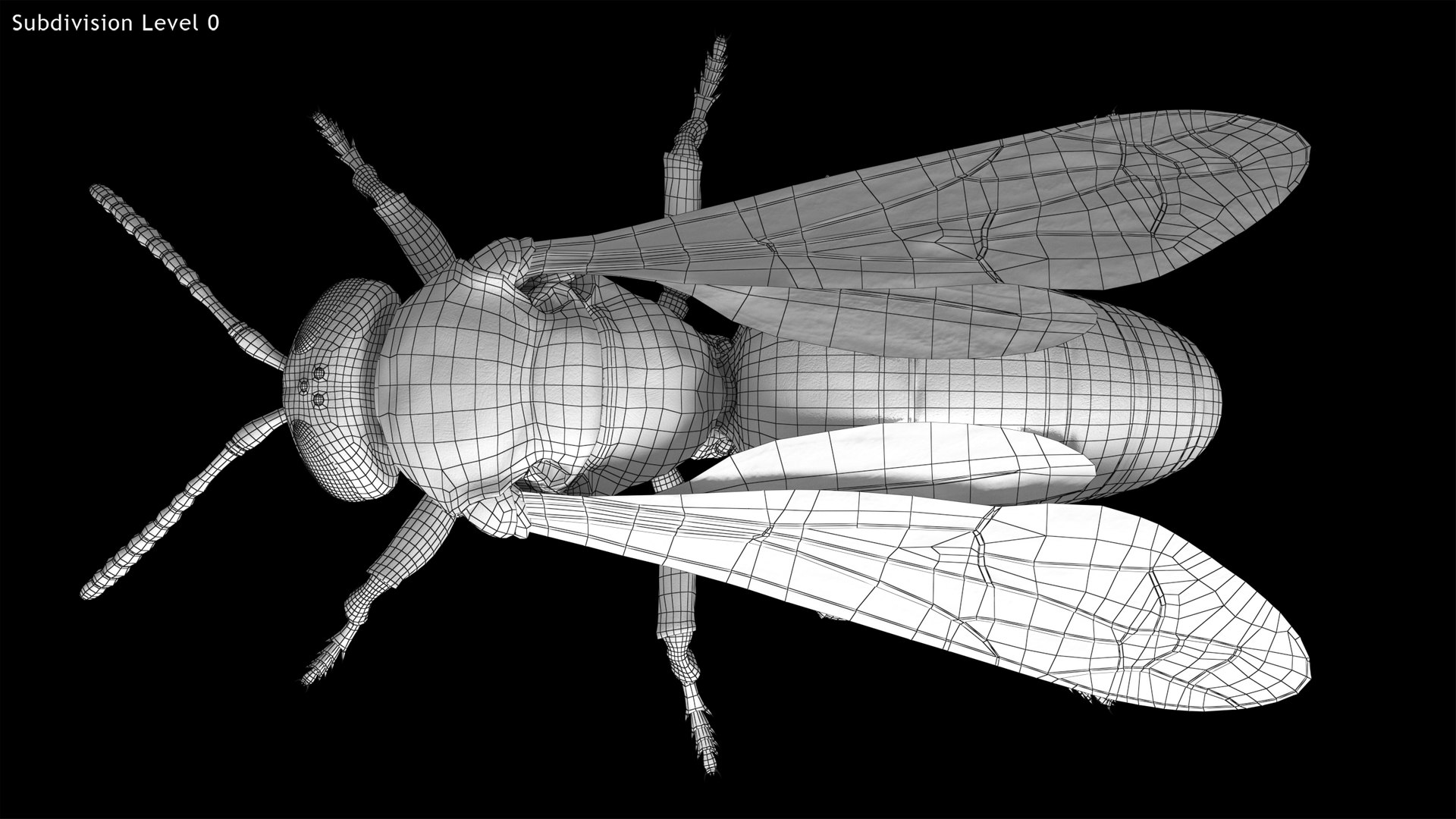 3D Wasp  Vespula Germanica https://p.turbosquid.com/ts-thumb/tK/WYCVid/Ol/wespe18/png/1716141357/1920x1080/fit_q87/7698ac83e1d6826824bd632312383a6f6f436144/wespe18.jpg