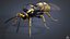 Vespa Vespula Germanica