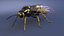 Vespa Vespula Germanica