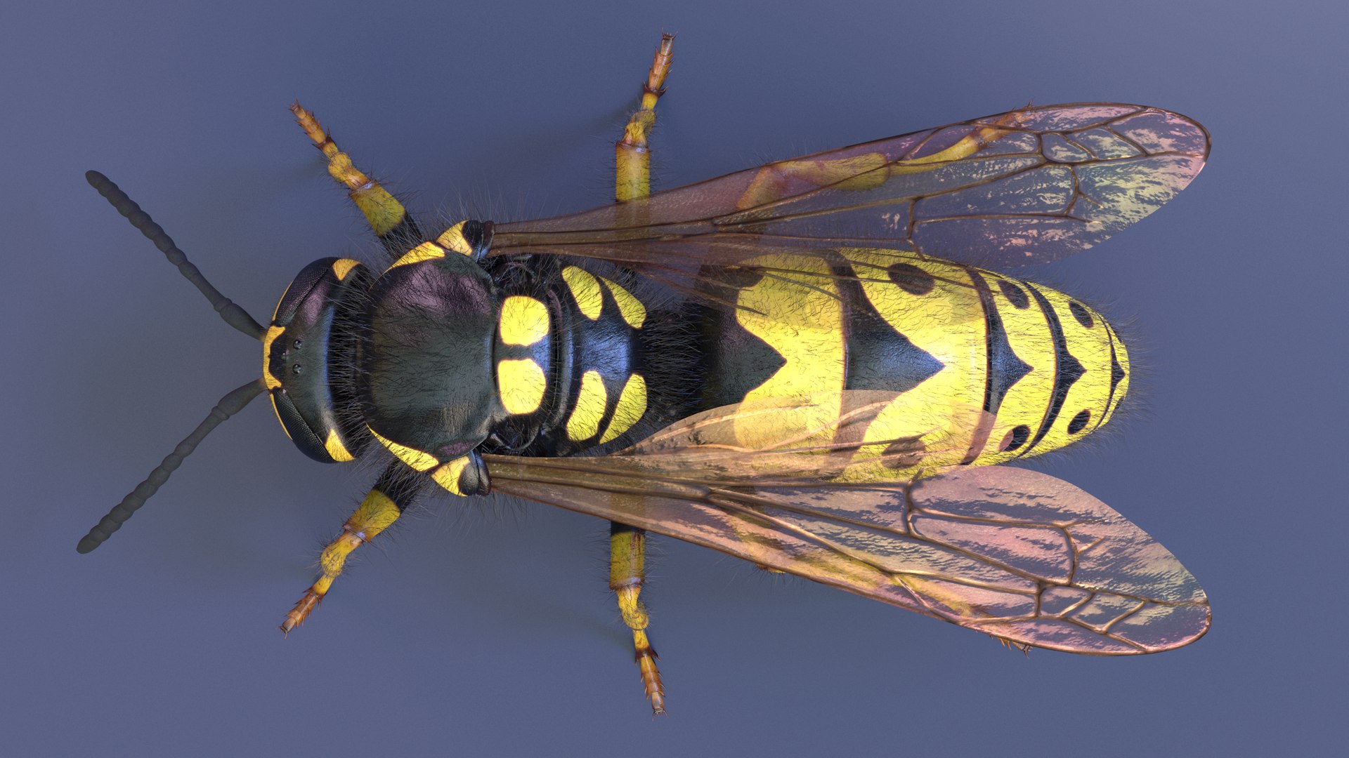 3D Wasp  Vespula Germanica https://p.turbosquid.com/ts-thumb/tK/WYCVid/QG/wespe05/png/1716141352/1920x1080/fit_q87/a58fba002f5b6faa218d0f4bb9a22f5f26e3be2f/wespe05.jpg
