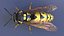 Vespa Vespula Germanica