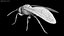 Vespa Vespula Germanica