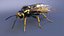 Vespa Vespula Germanica