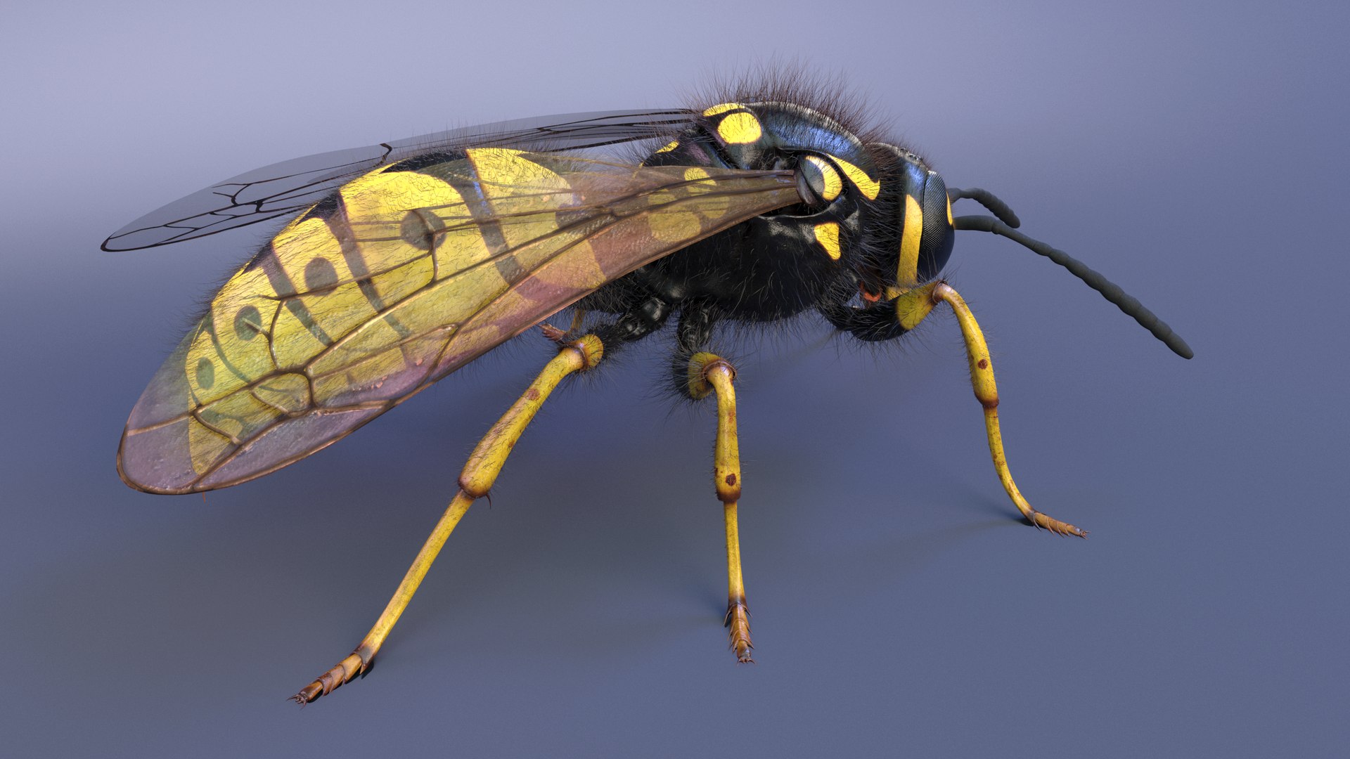 3D Wasp  Vespula Germanica https://p.turbosquid.com/ts-thumb/tK/WYCVid/ay/wespe03/png/1716141351/1920x1080/fit_q87/30de48a9396931485611861dd97be9b3a224e9dc/wespe03.jpg