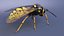 Vespa Vespula Germanica