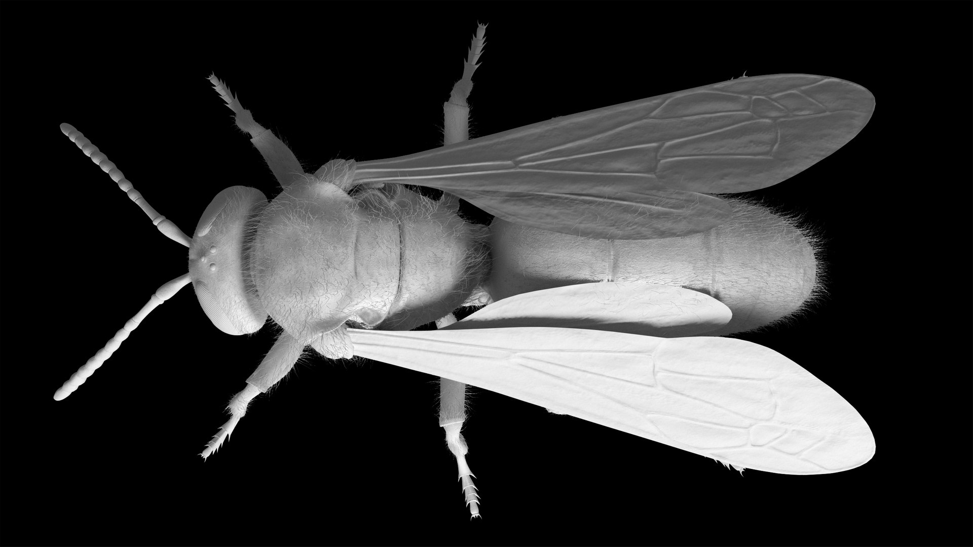 3D Wasp  Vespula Germanica https://p.turbosquid.com/ts-thumb/tK/WYCVid/dU/wespe12/png/1716141355/1920x1080/fit_q87/8ccbdc57f66adb5eb1eae86ec64ed489bc0e15f6/wespe12.jpg