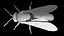 Vespa Vespula Germanica
