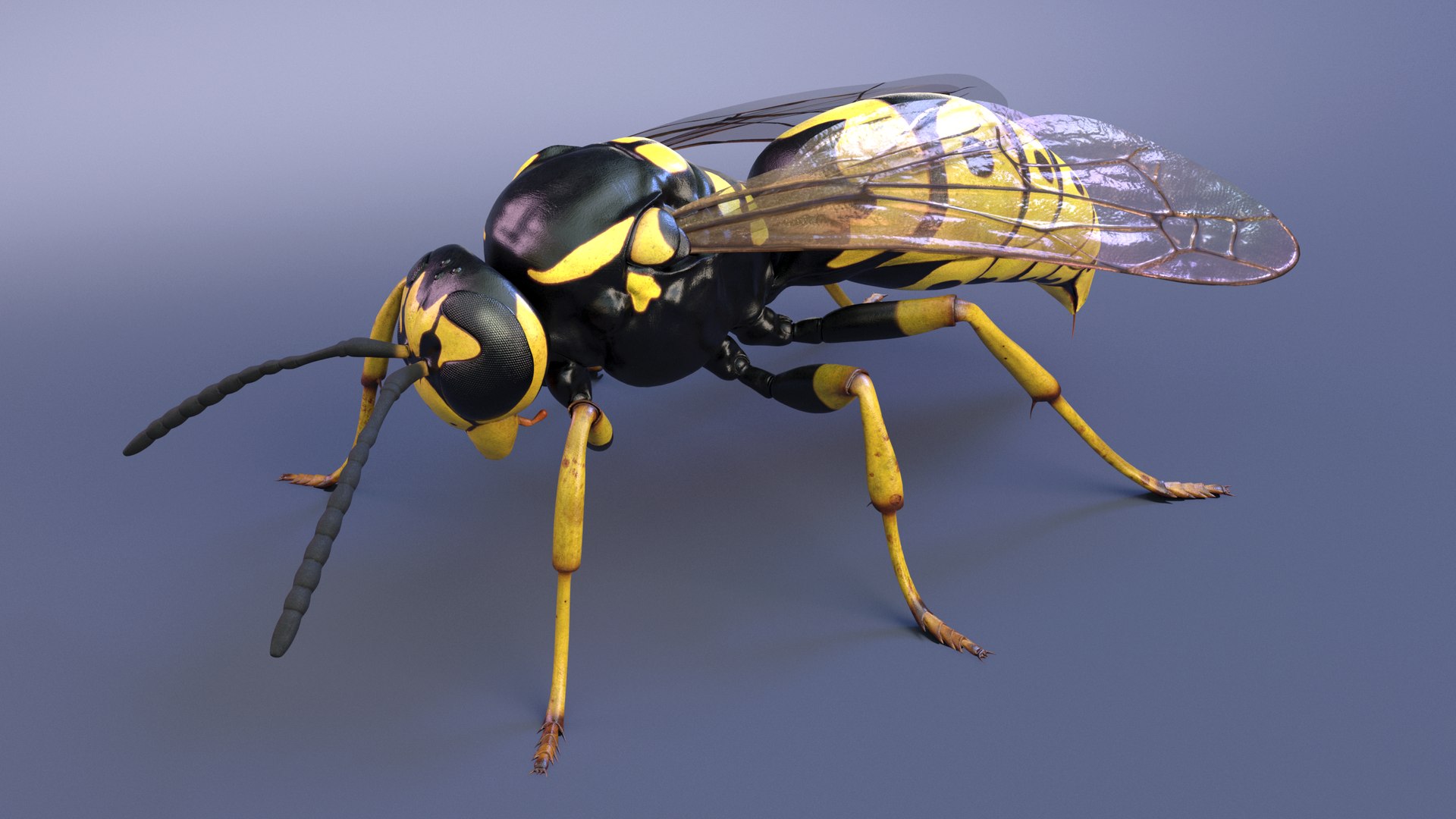 3D Wasp  Vespula Germanica https://p.turbosquid.com/ts-thumb/tK/WYCVid/db/wespe29/png/1716141363/1920x1080/fit_q87/b5e299910183362c11885c144a7cbd263a6fe100/wespe29.jpg